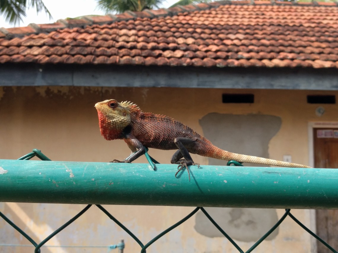 Chameleon Chilling in Mirissa Harbour